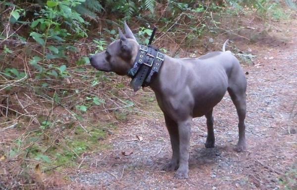 thai ridgeback for sale 2019